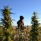 A Colorado hemp crop